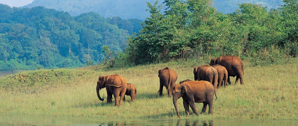 Periyar Wildlife Sanctuary, Kerala, India